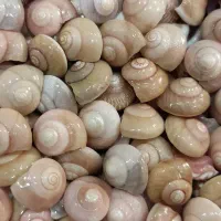 صدف طبیعی ریز