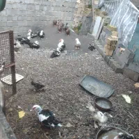 اردک اسرائیلی ماده