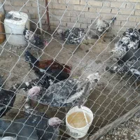 بوقلمون خروس محلی|حیوانات مزرعه|ارژن, |دیوار