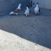 یه جفت یه بالی سیاه بدون عیب