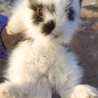 خرگوش لوپ|موش و خرگوش|پرند, فاز ۶|دیوار