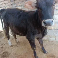 یک راس گوساله ماده