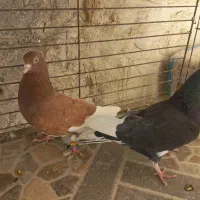 کفتر انگلیسی.۲جفت جفتی ۲تومن