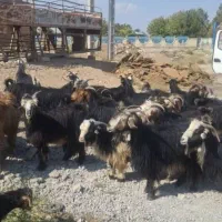 بز داشتی