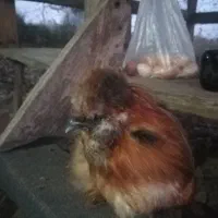 ابریشمی کوپال مولد|حیوانات مزرعه|آستانه اشرفیه, |دیوار