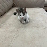 واگذاری گربه