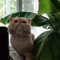 گربه اسکاتیش نر|گربه|ارومیه, |دیوار