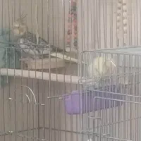 عروس هلندی سالم باقفس|پرنده|شاهین‌شهر, مسکن مهر|دیوار