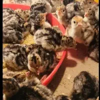 جوجه بوقلمون 2روزه