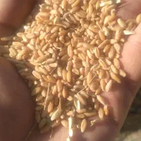 گندم واران|گل و گیاه طبیعی|قوچان, |دیوار