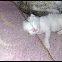 واگذاری رایگان دو بچه گربه