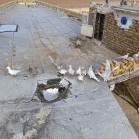 کبوتر زرد هفرنگ