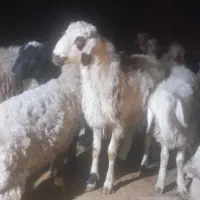 بره نر فقط نر