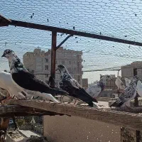 کفتر تهرانی پرشی  (فروش پنجاه عدد یکجا)|پرنده|قرچک, مهدیه|دیوار