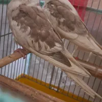 عروس هلندی سهره قناری