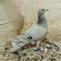 کبوتر آلمانی ماده ساده سیاه نر|پرنده|گنبد کاووس, |دیوار