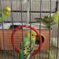 مرغ عشق (سرحال و با نشاط)|پرنده|شیراز, وزیرآباد|دیوار