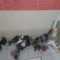 کفتر یا مر|پرنده|سبزوار, امیر کبیر|دیوار