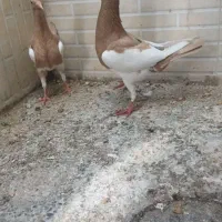 کبوتر یهودی زرد