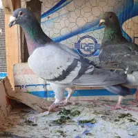 پلاکی وتهرانی غریب گیری دهات