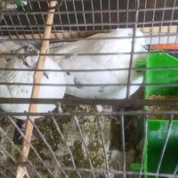 کبوتر ساعتی