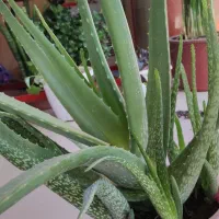 الوئه ورا خیلی بزرگ|گل و گیاه طبیعی|سبزوار, توحیدشهر|دیوار