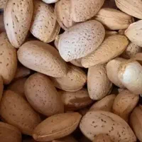 بادام تلخ