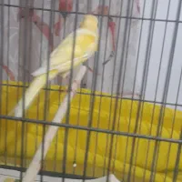 قناری نریکساله مست بخوان