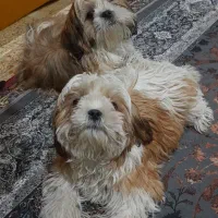 یک جفت سگ دو قلو نر و ماده 7 ماهه شیتزو|سگ|دوگنبدان, |دیوار