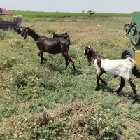 بزجوان  پاکستانی اصل بابزغاله نرتمیز