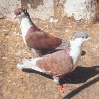کبوتر پرشی کرباتی سرخ پورسینا