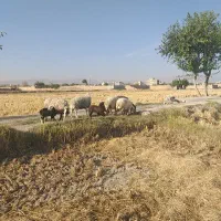 میش وبره