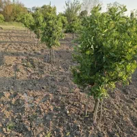 250متر-زمین-باغی-الحاق-به-بافت-در-روستای-دیودشت