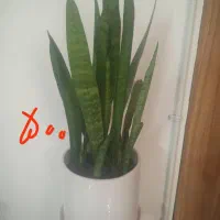 تعدادی گل طبیعی.گل یوکا بنسای.سرحال|گل و گیاه طبیعی|شاهرود, |دیوار