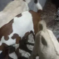 کهره چاق گوشتی|حیوانات مزرعه|بندرعباس, |دیوار