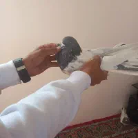 سه عدد تهرانی درجه یک|پرنده|بروجرد, |دیوار