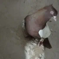 سینه سرخ نر ذات قدیمی کله قوچی رنگ تا نک دم سرخ