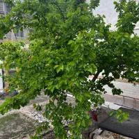 ویلایی ۳۲۷ متر، شاهد/فلاحی فول بازسازی شده