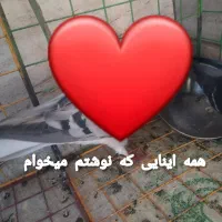 کفتر جفتی ۵۰۰