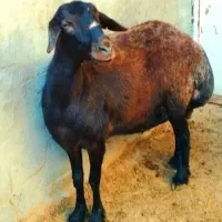 ارزان تر از همه جا / گوسفند‌بازدهی بالا بشرط