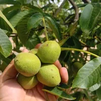نهال گردو فرنور|گل و گیاه طبیعی|قوچان, |دیوار