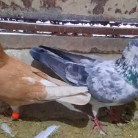 کبوتر|پرنده|مشهد, چهنو|دیوار