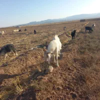 تکه سانن|حیوانات مزرعه|نهبندان, |دیوار