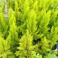 لافسون سطل ۳ کامیس سطل ده وهفت|عمدهفروشی|کتالم و سادات شهر, |دیوار