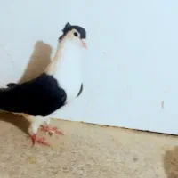 کبوتر رنگه و آلمانی سار، ساده، سفید