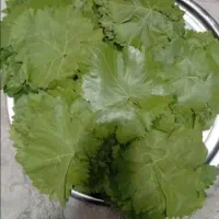 برگ انگور تازه