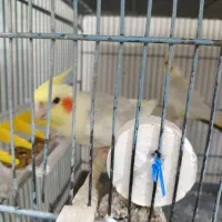 عروس هلندی جفت مولد تضمینی جفت خوب