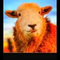 داشتی و کشتاری /تخفیف ویژه  گوسفند/زنده کشاورز