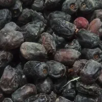 خرمای . مضافتی .