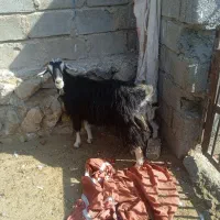 دومیش ودوبره،یک بزوابی